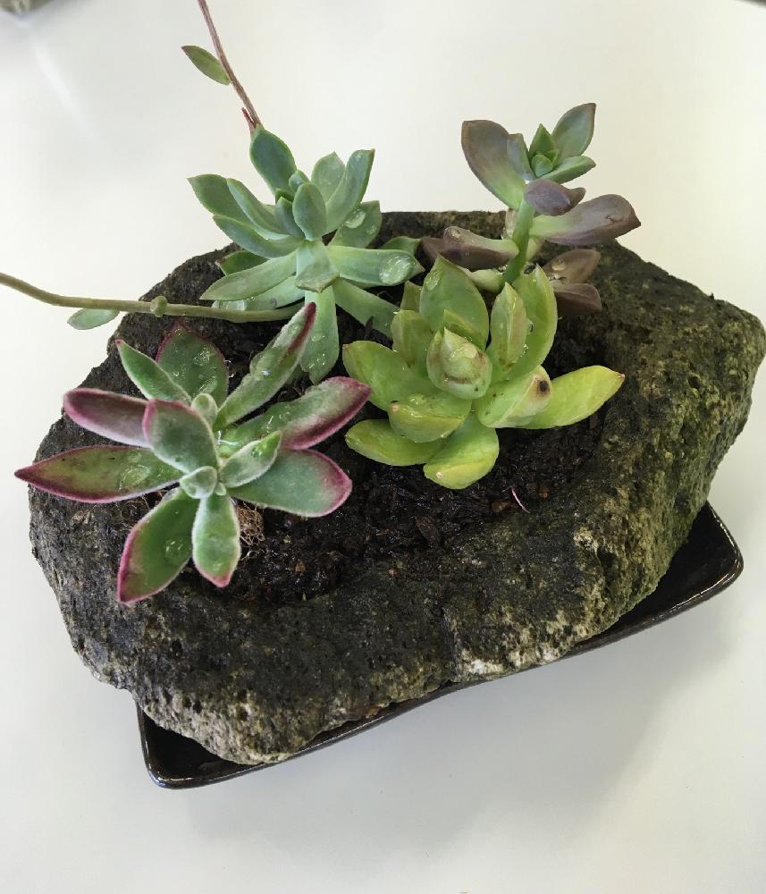 部屋の画像 by みかんさん | 部屋とタニク寄せ植えと多肉植物の寄植えと多肉植物とみどりのある暮らしとはっぱとGS映えとGS日和と植中毒とタニラーと可愛いとかわいいな♡とガーデンネックレス横浜2018コンテストと葉挿しとバルコニスト
