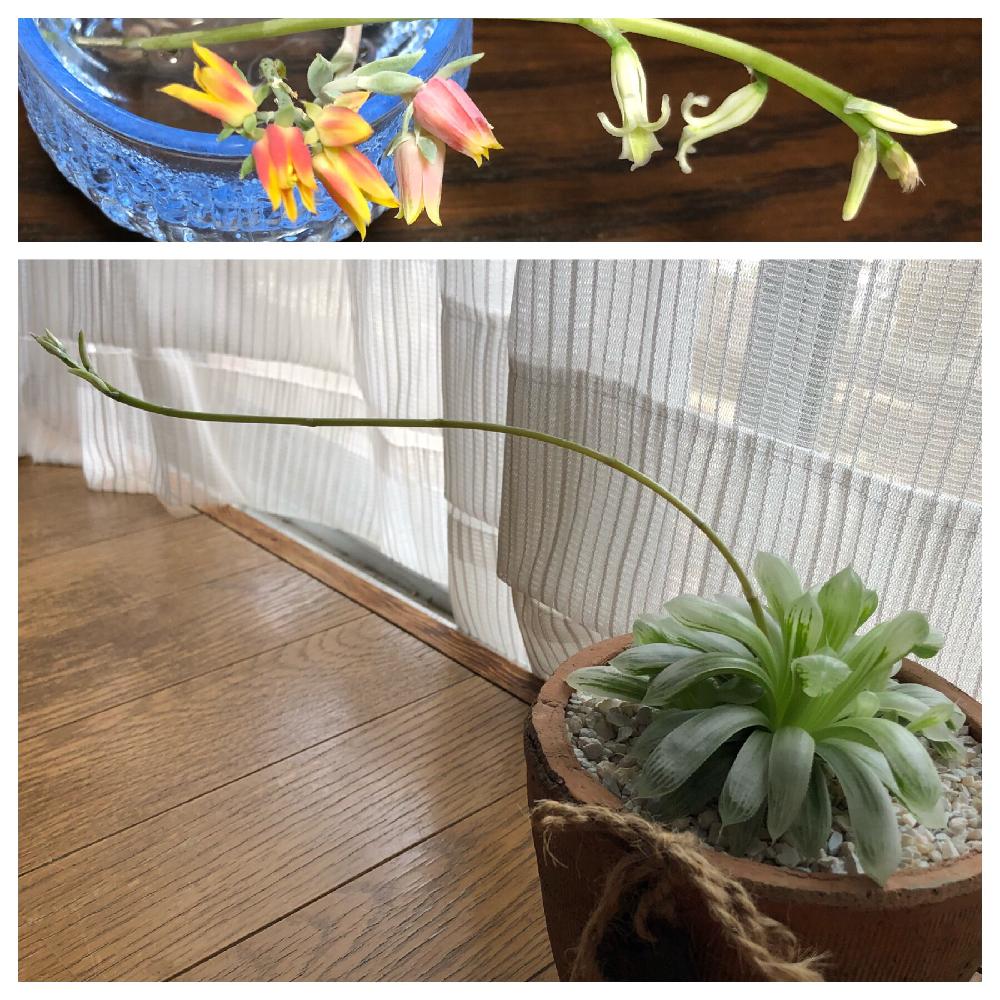 の画像 by mizemiさん | ピリフェラ錦とパンジーハウスとハオルチア属と多肉植物