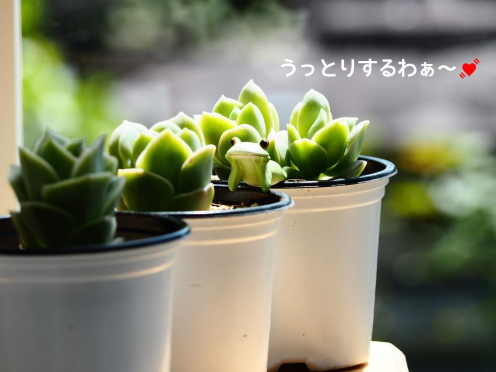 窓辺の画像 by ゆかゆかさん | 窓辺と多肉植物とカエルのコポーと今日の1枚と植中毒とタニラー