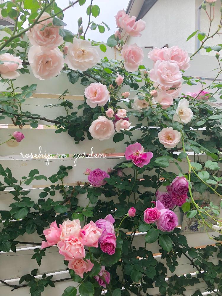 小さな庭の画像 by みわぞぅさん | 小さな庭とマイ・コレクションとピンク!ピンク!ピンク!と薔薇好きと手作りの庭とマイガーデンとGS映えとつるバラと花自慢と自慢のバラコンテスト2018と板壁DIYとナチュラルスタイルとガーデニングと小さな小さな庭と花のある暮らしとロサオリエンティスと薔薇♪とロザリアンとバラを楽しむと咲いた!
