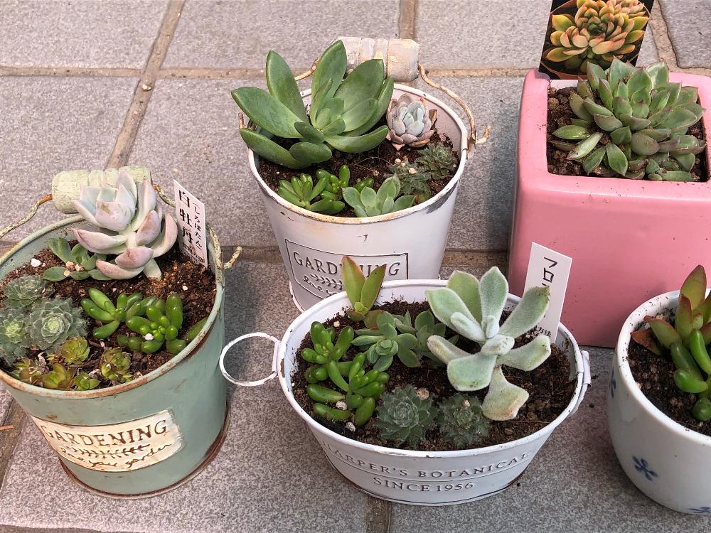 の画像 by にこにこさん | タニク初心者と多肉ちゃんと多肉の寄せ植えと多肉植物と寄せ植えと多肉初心者