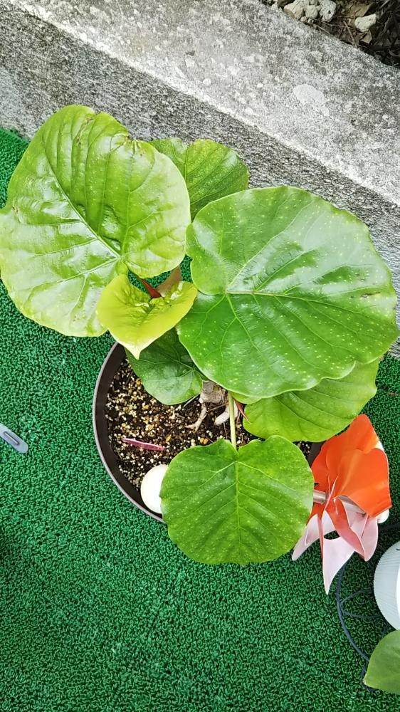 バルコニー/ベランダの画像 by ryo(*^^*)さん | バルコニー/ベランダとウンベラータと観葉植物と上から撮影とryo(*^^*)GSと成長中とハートの葉っぱ♡とかわいいな♡