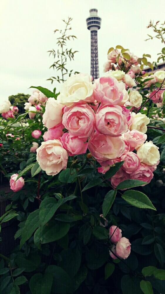 お出かけ先の画像 by rose‐cuteさん | お出かけ先とゴールデンウィークのお出かけ先とブーケと花のある暮らしとガーデンネックレス横浜2018コンテストとかわいい花