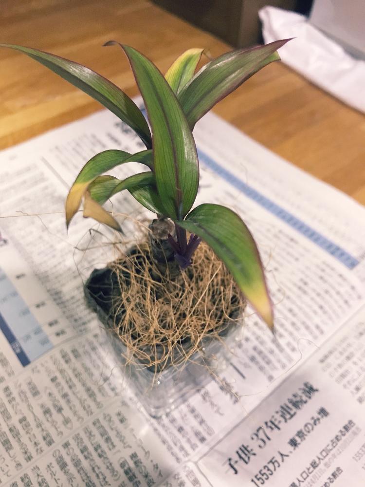 部屋の画像 by melonsodaさん | 部屋と観葉植物と100均とダイソーとハイドロカルチャーと変色と元気がないとダイソー出身とダイソー産