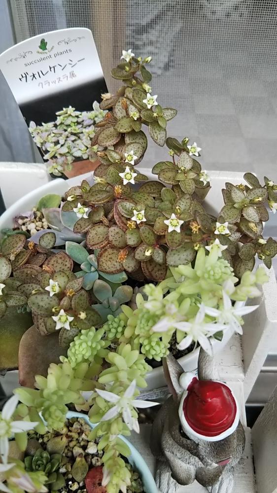 バルコニー/ベランダの画像 by ryo(*^^*)さん | バルコニー/ベランダと多肉植物と綺麗〜❤️とryo(*^^*)GSとプクプクと花のある暮らしとお花とかわいいな♡とタニクちゃん