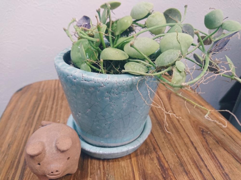 部屋の画像 by mikity.comさん | 部屋と名前を教えて!と多肉植物と観葉植物と素敵な休日と窓際緑化とno green no lifeと植中毒とたまらん♡と君の名はとジャングル化計画と観葉植物がスキとかわいいといやされるとカワイイ鉢とディスキディア属