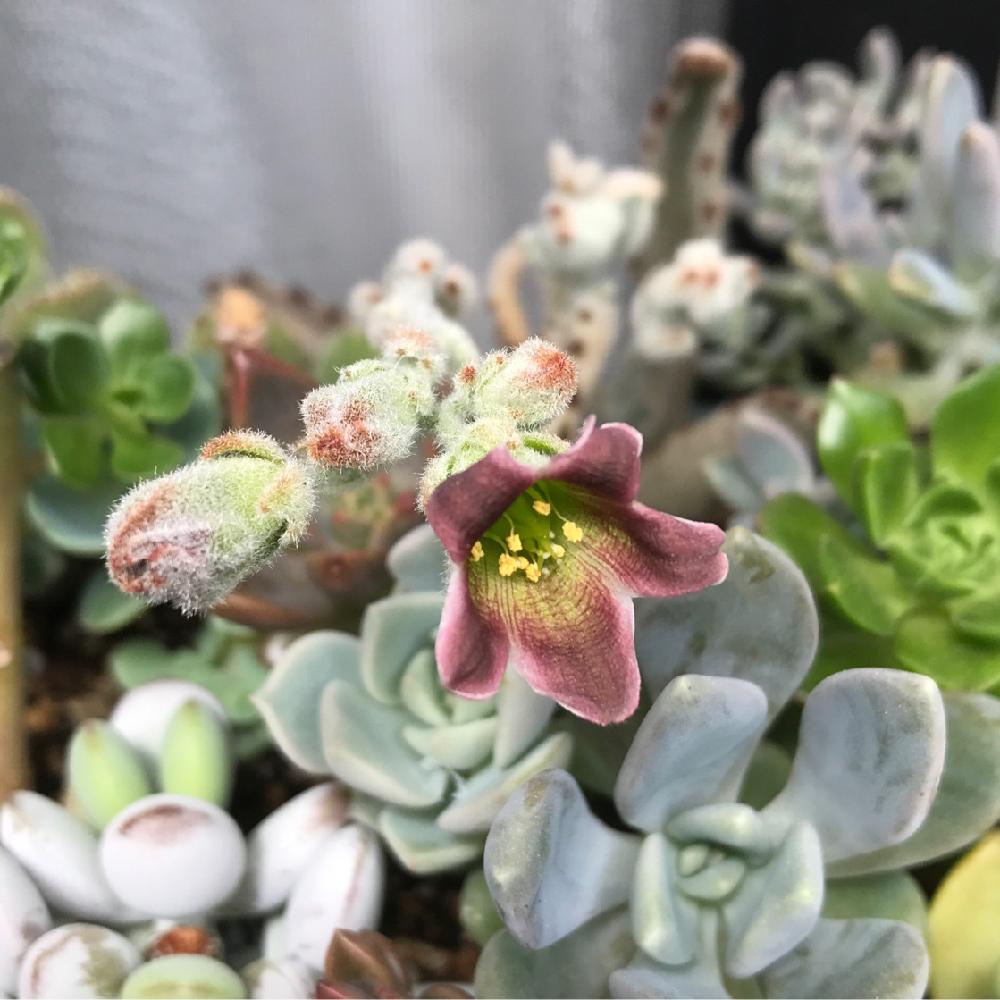 バルコニー/ベランダの画像 by SHOKORAさん | バルコニー/ベランダと多肉植物と月兎耳の花と月兎耳ちゃんとタニパトと月兎耳のお花とぶっ込み鉢とタニラーとDIYとカランコエ属と多肉植物 お花