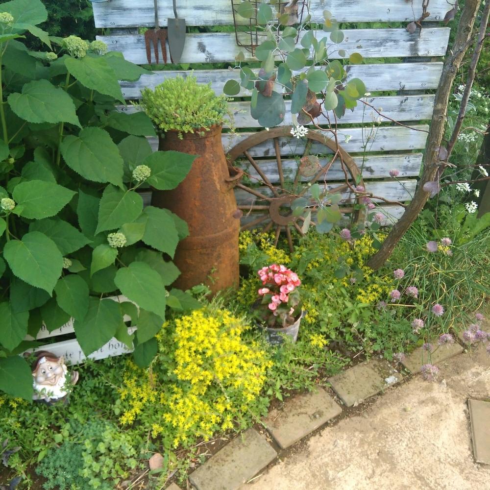 広い庭の画像 by cache-cacheさん | 広い庭とガーデン雑貨と千葉県とセダムの花。とナチュラルガーデンとミルク缶と成田とタニラーとDIYと車輪とガーデニングと成田市と花のある暮らしとフレンチジャンク