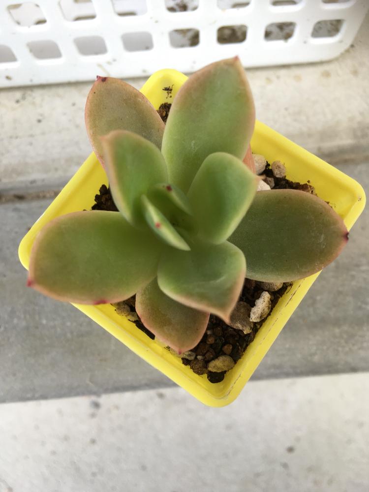 小さな庭の画像 by すずさん | 小さな庭と多肉植物とゴールデングロー☆と100均と植中毒とタニラーと多肉初心者