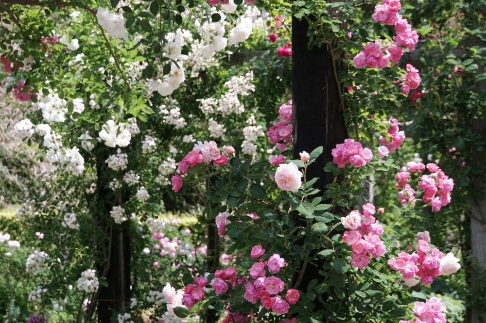 お出かけ先の画像 by ゆーのさん | お出かけ先と薔薇と色が素敵とお花を楽しむとGS映えと今日の一枚と自慢のバラコンテスト2018と花のある暮らしとお花と薔薇♪とバラ・ミニバラとバラを楽しむ