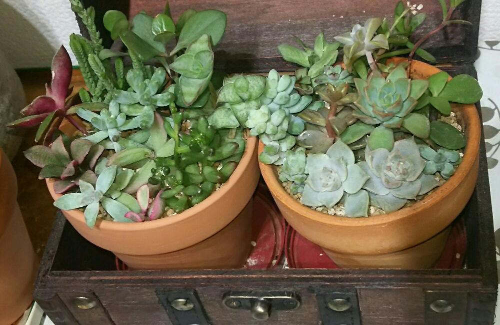 窓辺の画像 by さすけくんさん | 窓辺と多肉植物と 虹の玉と 朧月とカット苗とブロンズ姫と黄麗(おうれい)と寄せ植えと火祭り☆と多肉・オーロラと星乙女☆と若緑☆と星の王子☆と秀麗(シュウレイ)と雅楽の舞☆と マッコスとトランク鉢と多肉 桜吹雪