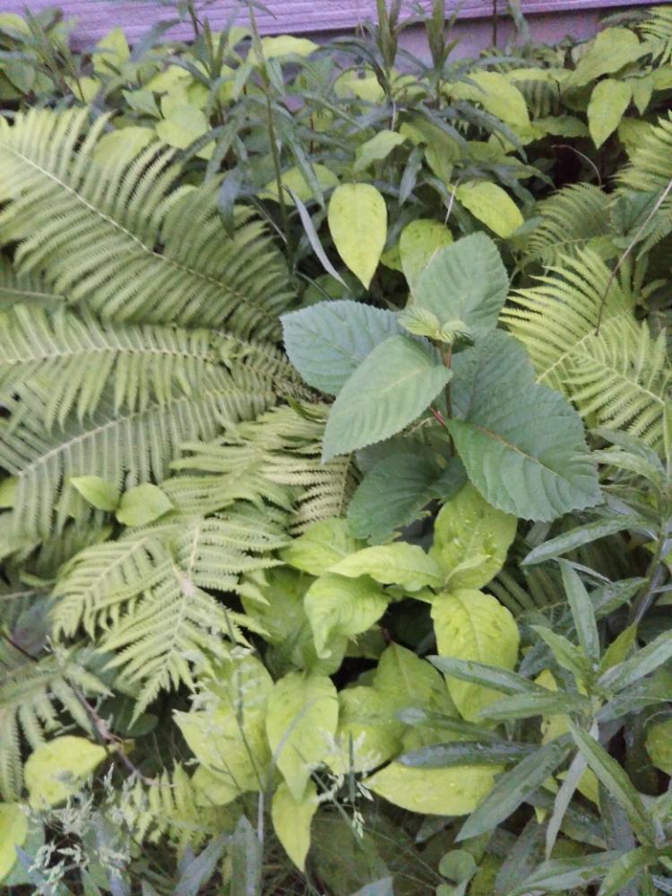 小さな庭の画像 by 竜&愛ママさん | 小さな庭と何かの雑草と観葉植物と植物初心者と植中毒と新潟県と垂れ下がり系と切り戻し