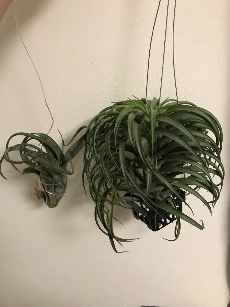 部屋の画像 by こうちゃんさん | 部屋とブラキカウロスとフレクスオーサと着生植物とカッコいいとグリーンインテリアとおおきいとブロメリアと成長中と植中毒と根が出ましたとエアプランツとエアープランツ/チランジア