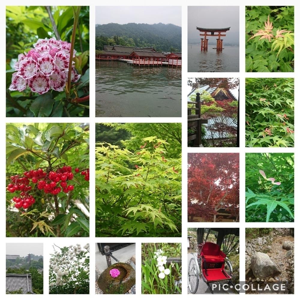 お出かけ先の画像 by *sunny*さん | お出かけ先とナガバオモダカとボタンと薔薇とモミジとマンリョウとカルミアと宮島