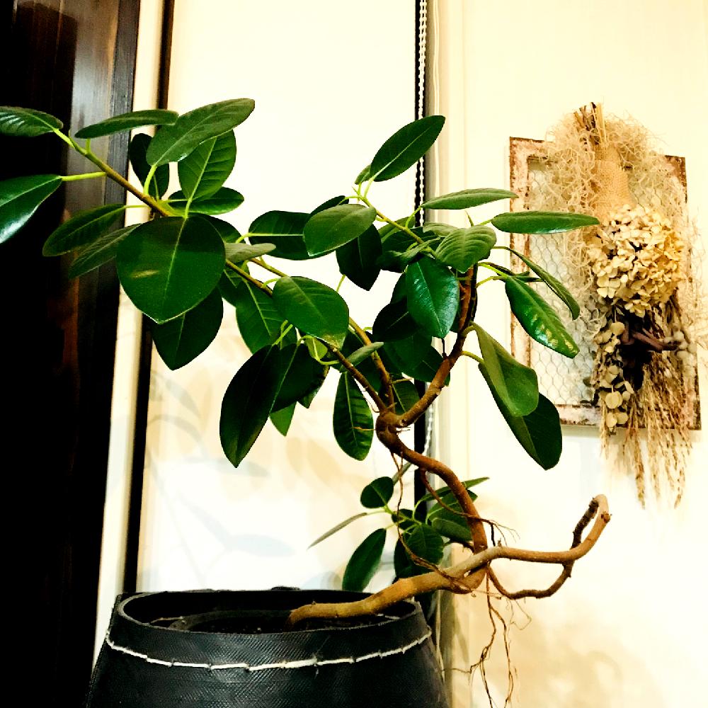 部屋の画像 by hiroさん | 部屋と観葉植物とサビサビとドライフラワーとグリーングリーン♪と花のある暮らしとゴムの木❇︎とクネクネ☘️とフランスゴムの木✳︎