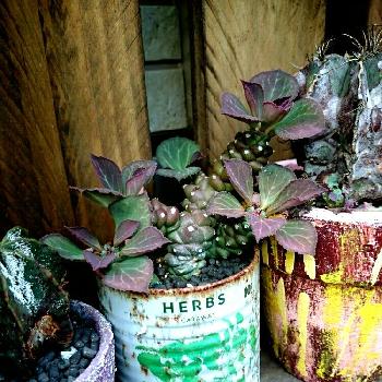 多肉植物,観葉植物,南国,リメ缶,ガーデニングの画像