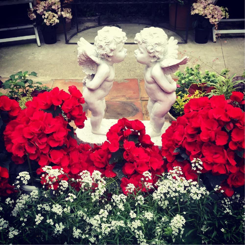 の画像 by riさん | 300いいね!と今日のお花とグリーンカーテンと薔薇の花束とガーデニングと花のある暮らしとガーデンネックレス横浜2018コンテストと小さくて可愛い