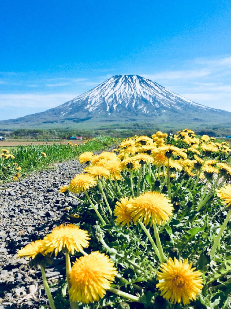 畑の画像 by (´༎ຶོρ༎ຶོ`)さん | 畑とタンポポとかわいい♡とGS映えと咲いた♡︎ʾʾとGS日和とはるが来た!と鮮やか と『黄色植物』コンテストと花のある暮らしと北海道