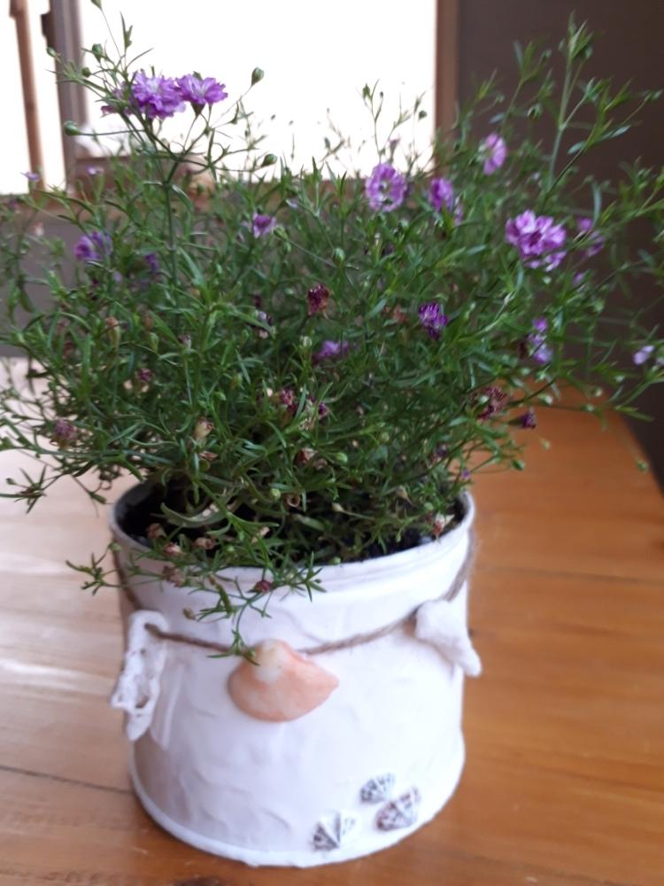 の画像 by まちゃさん | 元気に育ちますようにとカスミソウ♡と植物のある暮らしとリメ缶とピンクのカスミソウと可愛い〜♡とダイソーリメイクと花のある暮らし