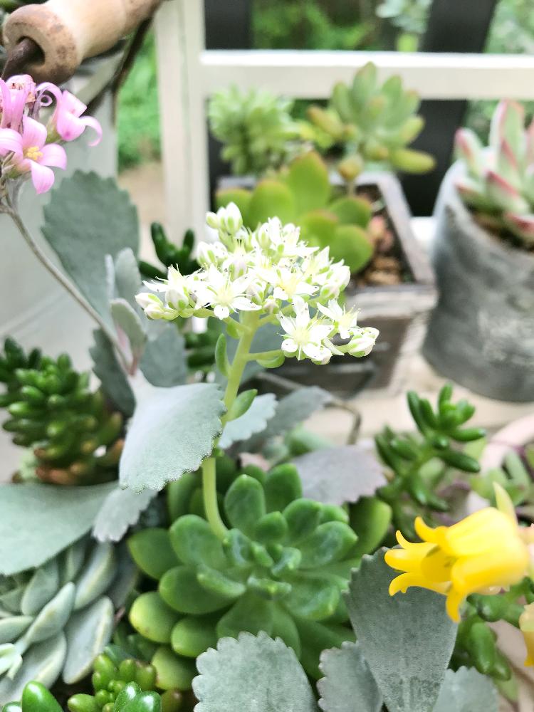 テラスの画像 by りりぃさん | テラスと多肉ちゃんのお花と多肉植物とno green no lifeとキュンキュン♡とかわいいな♡と名前が分からない子。とカランコエプミラの花と花うららの花