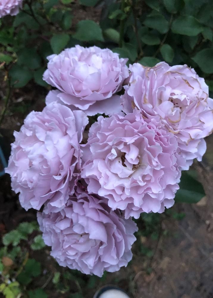 小さな庭の画像 by でぢゃぶぅさん | 小さな庭とばら バラ 薔薇と団子より花でしょ〜と花咲かオヤジ♡と植中毒とリベルラ☆と花のある暮らし