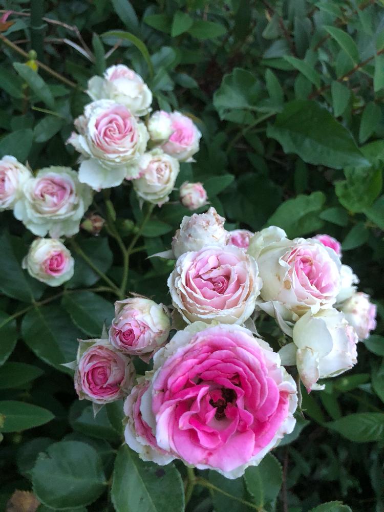 小さな庭の画像 by でぢゃぶぅさん | 小さな庭とばら バラ 薔薇と団子より花でしょ〜と花咲かオヤジ♡とバラ・ツルミミエデンと植中毒と花のある暮らし