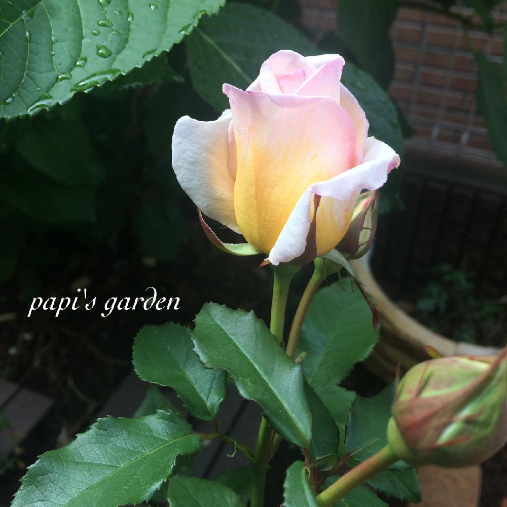 小さな庭の画像 by papiさん | 小さな庭とばら バラ 薔薇と京成バラ園とナチュラルガーデンとピンクとイングリッシュ・ローズとガーデニングと花のある暮らしと薔薇♪とバラ・ミニバラと薫乃 バラ