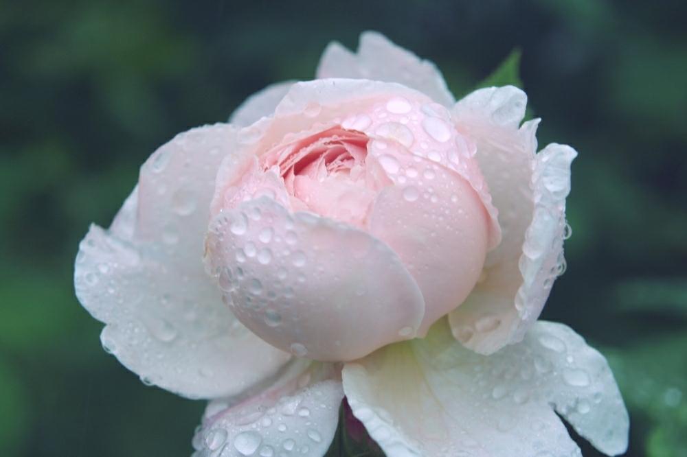 小さな庭の画像 by Treeさん | 小さな庭とセントセシリアとばら バラ 薔薇と薔薇愛同盟と薔薇に魅せられてとイングリッシュガーデンに憧れてと自慢のバラコンテスト2018とイングリッシュ・ローズと香りの良いバラとガーデニングとばら 薔薇 バラと庭植えとバラ・ミニバラ