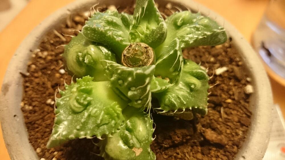 窓辺の画像 by うめぞうさん | 窓辺とこれなんだろう?と多肉植物と植物のある暮らしとすくすく育てと植中毒と葉っぱが素敵