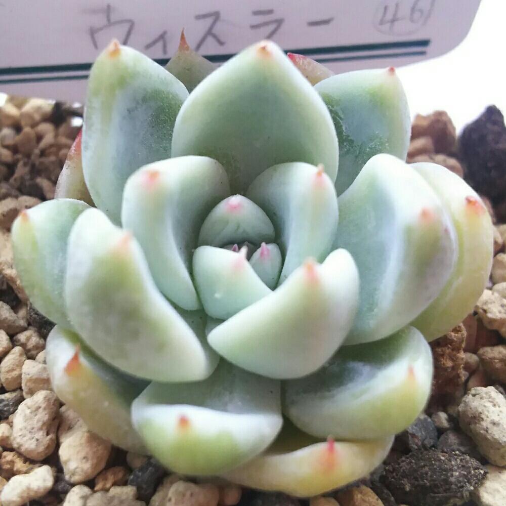 バルコニー/ベランダの画像 by Succulent so cute ♥さん | バルコニー/ベランダとウィスラーと多肉植物とGS Lifeとボタニカルライフとsucculent plantsとお気に入り♡と多肉ちゃんとso cute garden ♥と葉っぱのある暮らしと葉っぱとGS映えと多肉植物のある暮らしとno green no lifeとenjoy botanical life ♥とsucculent so cute ♥と春の多肉ちゃんときれい~✴とエケベリア属と春のボタニカルライフとGS 影響と春の多肉植物と葉っぱがかわいい♥とお気に入り~✴とガーデニングとcute ♥ エケと多肉生活とgreenとかわいいとベンケイソウ科とかわいいな♡とSucculent Lifeとかわいい多肉ちゃんとGS萌え~✴とenjoy succulent life ♥とcute ♥ ウィスラーと葉っぱが好き♥と多肉初心者と多肉コレクション♥と葉っぱlove♥とGSタイムとおきにいり~✴とsucculentとsucculent love ♥