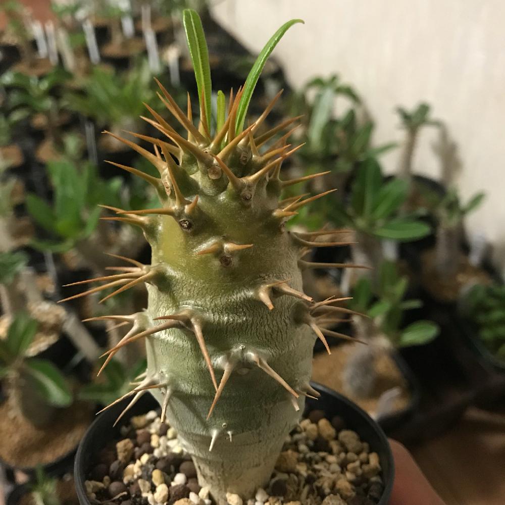 バルコニー/ベランダの画像 by パキポーマンさん | バルコニー/ベランダと多肉植物とパキポディウム属と植中毒と実生とパキポファミリーとアンボンゲンセと新芽