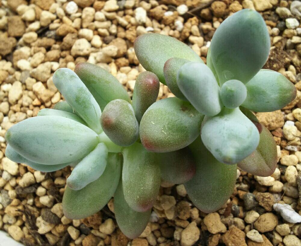 バルコニー/ベランダの画像 by Succulent so cute ♥さん | バルコニー/ベランダとアップル美人と多肉植物とGS Lifeとボタニカルライフとsucculent plantsとお気に入り♡と多肉ちゃんとso cute garden ♥と葉っぱのある暮らしと葉っぱとGS映えと多肉植物のある暮らしとno green no lifeとenjoy botanical life ♥とsucculent so cute ♥と春の多肉ちゃんときれい~✴と春のボタニカルライフとcute ♥ パキとGS 影響と春の多肉植物と葉っぱがかわいい♥とお気に入り~✴とガーデニングと多肉生活とgreenとかわいいとベンケイソウ科とかわいいな♡とSucculent Lifeとかわいい多肉ちゃんとGS萌え~✴とenjoy succulent life ♥とcute ♥ アップル美人とパキフィツム属♥と葉っぱが好き♥と多肉初心者と多肉コレクション♥と葉っぱlove♥とGSタイムとおきにいり~✴とsucculentとsucculent love ♥
