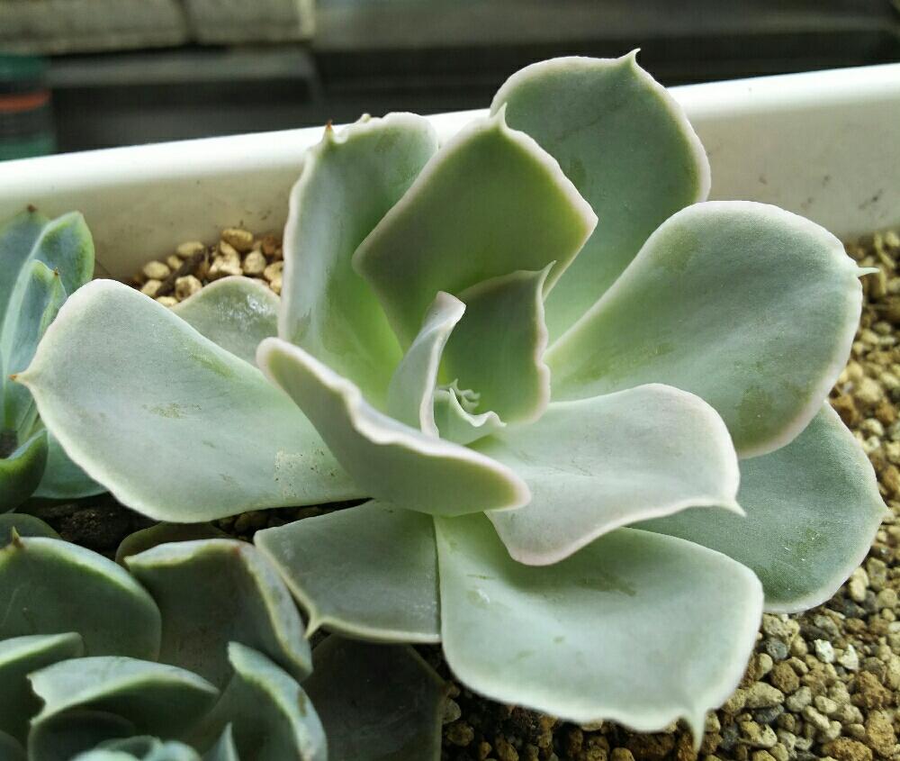 バルコニー/ベランダの画像 by Succulent so cute ♥さん | バルコニー/ベランダとルンヨニーサンカルロス実生と多肉植物とGS Lifeとボタニカルライフとsucculent plantsとお気に入り♡と多肉ちゃんとso cute garden ♥と葉っぱのある暮らしと葉っぱとGS映えと多肉植物のある暮らしとno green no lifeとenjoy botanical life ♥とsucculent so cute ♥と春の多肉ちゃんときれい~✴とエケベリア属と春のボタニカルライフとGS 影響と春の多肉植物と葉っぱがかわいい♥とお気に入り~✴とガーデニングと多肉生活とgreenとかわいいとベンケイソウ科とかわいいな♡とSucculent Lifeとかわいい多肉ちゃんとGS萌え~✴とenjoy succulent life ♥と葉っぱが好き♥と多肉初心者と多肉コレクション♥と葉っぱlove♥とGSタイムとおきにいり~✴とsucculentとsucculent love ♥