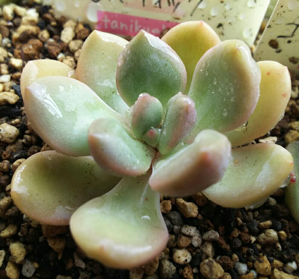 の画像 by Succulent so cute ♥さん | モバティックと多肉植物とGS Lifeとボタニカルライフとsucculent plantsとcute ♥モバティックとお気に入り♡と多肉ちゃんとso cute garden ♥と葉っぱのある暮らしと葉っぱとGS映えと多肉植物のある暮らしとno green no lifeとenjoy botanical life ♥とsucculent so cute ♥と春の多肉ちゃんときれい~✴とエケベリア属と春のボタニカルライフとGS 影響と春の多肉植物と葉っぱがかわいい♥とお気に入り~✴とガーデニングとcute ♥ エケと多肉生活とgreenとかわいいとベンケイソウ科とかわいいな♡とSucculent Lifeとかわいい多肉ちゃんとGS萌え~✴とenjoy succulent life ♥とChoenji苗と葉っぱが好き♥と多肉初心者と多肉コレクション♥と葉っぱlove♥とGSタイムとおきにいり~✴とsucculentとsucculent love ♥