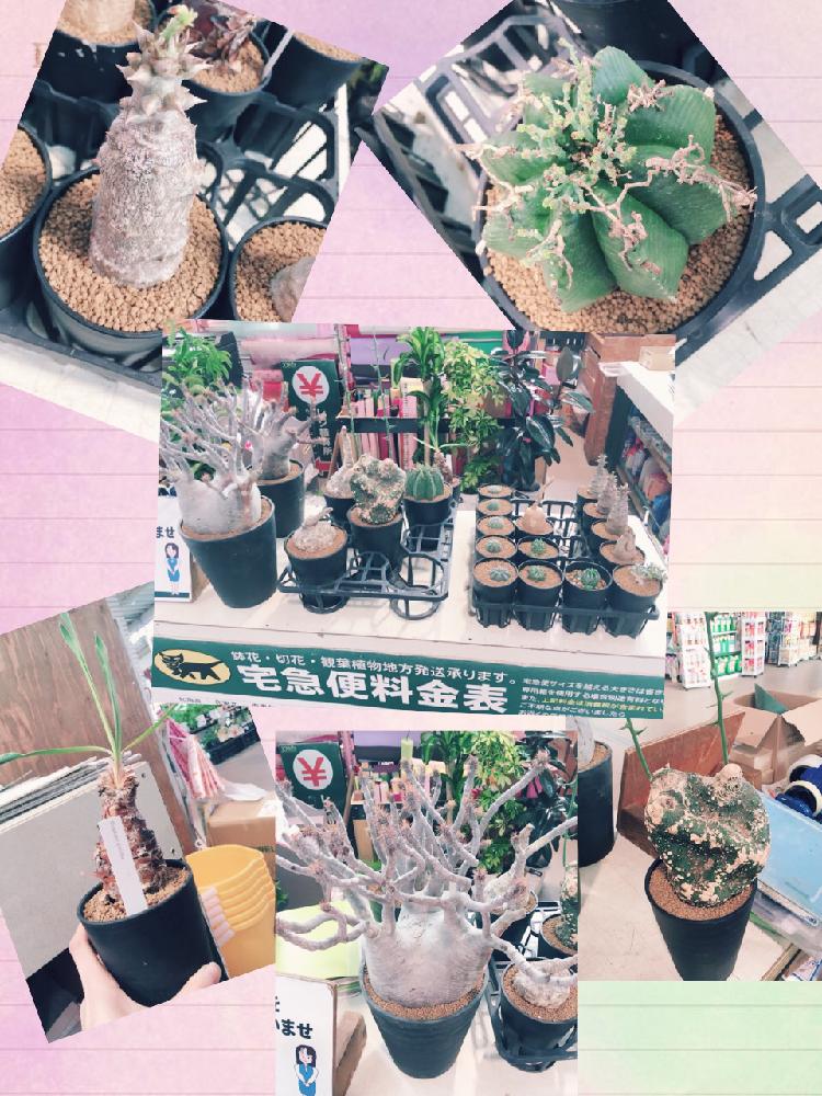 部屋の画像 by 西村ジョイ 成合店さん | 部屋とパキポジューム ウィンゾリーとブーファン・ディスティチャとパキポジューム グラキリスとアデニア グロボーサとユーフォルビア バリダとパキポディウム属と西村ジョイ 成合店と香川県とコーデックスとホームセンターとユーフォルビアとビザールプランツ