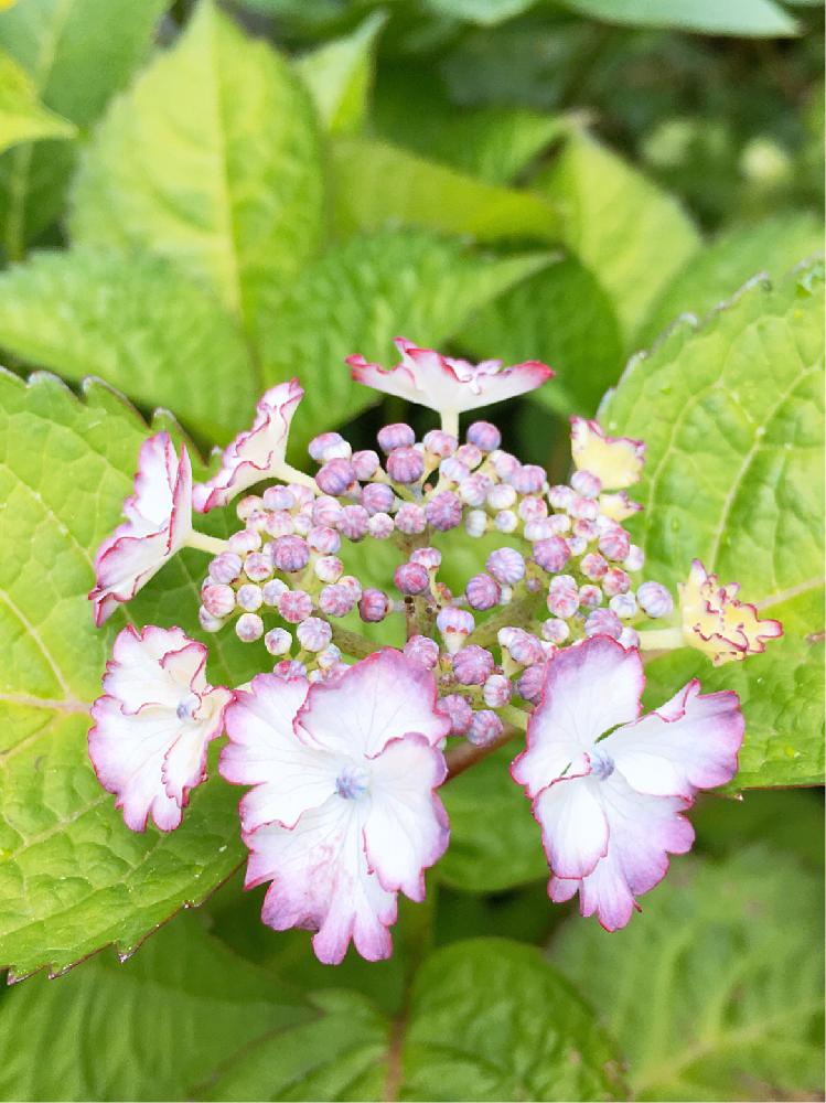 小さな庭の画像 by francaiseさん | 小さな庭と自然美と植中毒と☆紫陽花と☆エンジェル ワルツと可愛いと綺麗な色♡と花のある暮らしと☆開花