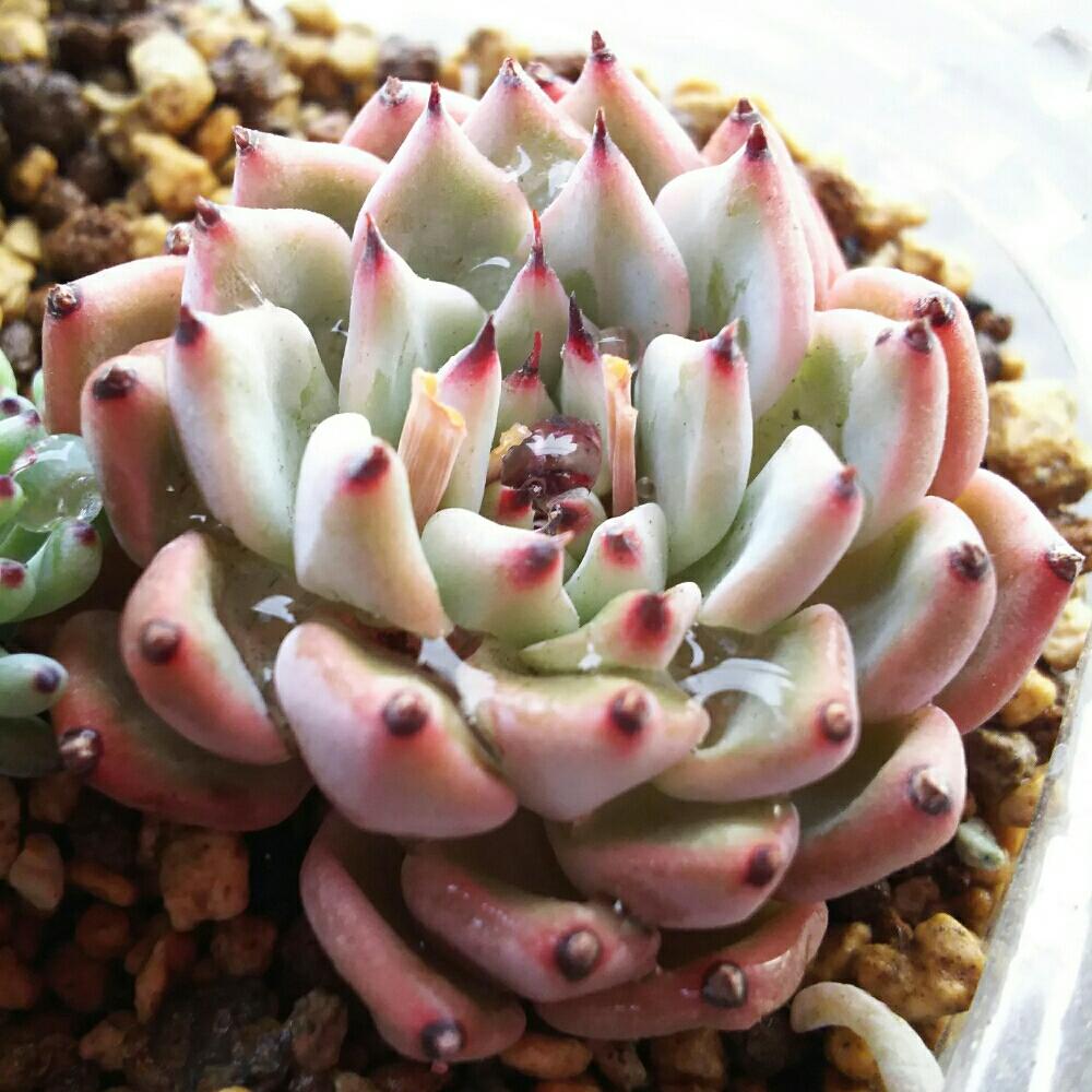 バルコニー/ベランダの画像 by Succulent so cute ♥さん | バルコニー/ベランダとメキシケンシスザラゴーサと多肉植物とGS Lifeとボタニカルライフとsucculent plantsとお気に入り♡と多肉ちゃんとso cute garden ♥と葉っぱのある暮らしと葉っぱとGS映えと多肉植物のある暮らしとno green no lifeとenjoy botanical life ♥とsucculent so cute ♥と春の多肉ちゃんときれい~✴とエケベリア属と春のボタニカルライフとGS 影響と春の多肉植物と葉っぱがかわいい♥とお気に入り~✴とガーデニングとcute ♥ エケと多肉生活とgreenとかわいいとcute ♥ メキシケンシスザラゴーサとベンケイソウ科とかわいいな♡とSucculent Lifeとかわいい多肉ちゃんとGS萌え~✴とenjoy succulent life ♥とChoenji苗と葉っぱが好き♥と多肉初心者と多肉コレクション♥と葉っぱlove♥とGSタイムとおきにいり~✴とsucculentとsucculent love ♥