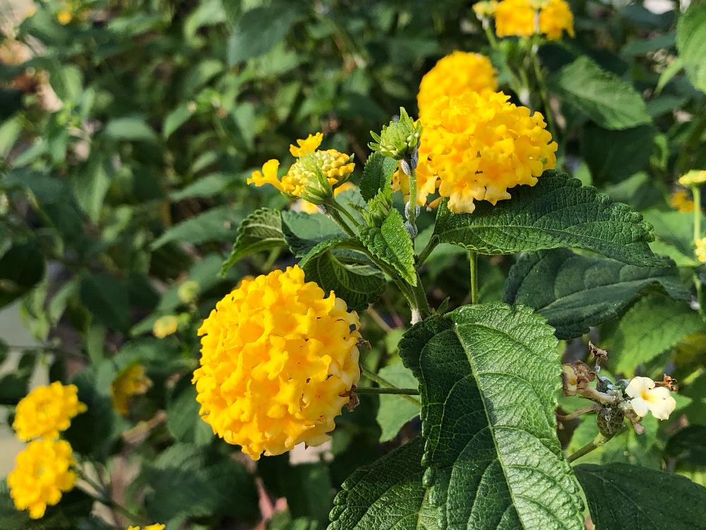 お出かけ先の画像 by しん23さん | お出かけ先と『黄色植物』コンテストと植物園大好き^_^と花のある暮らしとGS映え