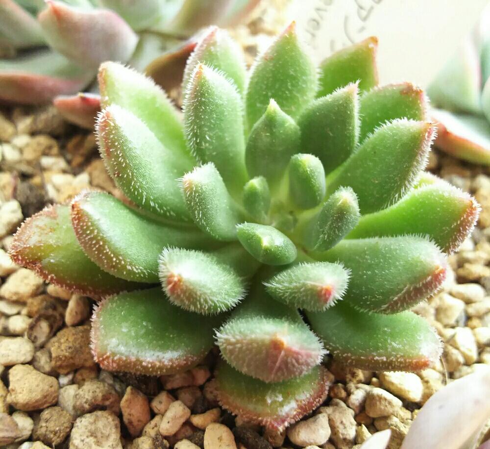 バルコニー/ベランダの画像 by Succulent so cute ♥さん | バルコニー/ベランダとファンタジアキャロルと多肉植物とスマホ撮影とGS Lifeとボタニカルライフとsucculent plantsとお気に入り♡と多肉ちゃんとso cute garden ♥と葉っぱのある暮らしと葉っぱとGS映えと多肉植物のある暮らしとno green no lifeとenjoy botanical life ♥とsucculent so cute ♥と春の多肉ちゃんとcute ♥ ファンタジアキャロルときれい~✴とエケベリア属と春のボタニカルライフとGS 影響と春の多肉植物と葉っぱがかわいい♥とお気に入り~✴とガーデニングとcute ♥ エケと多肉生活とgreenとかわいいとベンケイソウ科とかわいいな♡とSucculent Lifeと加工なしとかわいい多肉ちゃんとGS萌え~✴とenjoy succulent life ♥と葉っぱが好き♥と多肉初心者と多肉コレクション♥と葉っぱlove♥とGSタイムとおきにいり~✴とsucculentとsucculent love ♥とちょいモケ