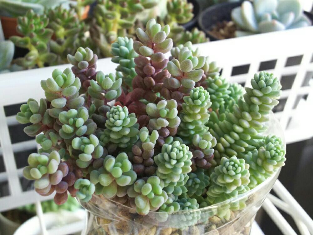 バルコニー/ベランダの画像 by Succulent so cute ♥さん | バルコニー/ベランダとマジョール♥とダシフィルムリファレンスとセダム属と多肉植物とcute ♥ ダシフィルムリファレンスとスマホ撮影とGS Lifeとペットボトル鉢とボタニカルライフとsucculent plantsとお気に入り♡と多肉ちゃんとso cute garden ♥と葉っぱのある暮らしと葉っぱとGS映えとcute ♥ セダムと多肉植物のある暮らしとno green no lifeとenjoy botanical life ♥とsucculent so cute ♥と春の多肉ちゃんときれい~✴と春のボタニカルライフとGS 影響と春の多肉植物と葉っぱがかわいい♥とお気に入り~✴とガーデニングと多肉生活とgreenとcute ♥ マジョールとかわいいとベンケイソウ科とかわいいな♡とSucculent Lifeと加工なしとかわいい多肉ちゃんとGS萌え~✴とenjoy succulent life ♥と葉っぱが好き♥と多肉初心者と多肉コレクション♥と葉っぱlove♥とGSタイムとおきにいり~✴とsucculentとsucculent love ♥
