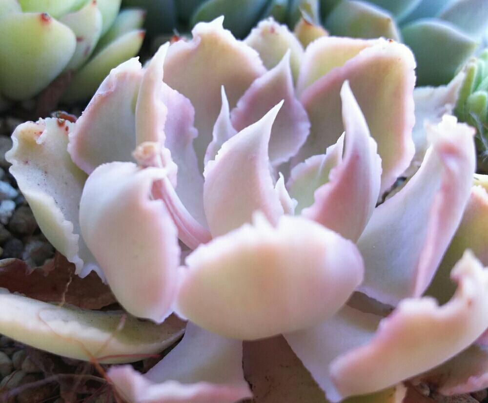 バルコニー/ベランダの画像 by Succulent so cute ♥さん | バルコニー/ベランダとシャビアナペレグリナと多肉植物とフリル系とスマホ撮影とGS Lifeとボタニカルライフとsucculent plantsとお気に入り♡と多肉ちゃんとso cute garden ♥と葉っぱのある暮らしと葉っぱとGS映えと多肉植物のある暮らしとno green no lifeとenjoy botanical life ♥とcute ♥ シャビアナペレグリナとsucculent so cute ♥と春の多肉ちゃんときれい~✴とエケベリア属と春のボタニカルライフとGS 影響と春の多肉植物と葉っぱがかわいい♥とお気に入り~✴とガーデニングとcute ♥ エケと多肉生活とgreenとかわいいとピンク色の多肉ちゃんとベンケイソウ科とかわいいな♡とSucculent Lifeと加工なしとかわいい多肉ちゃんとGS萌え~✴とenjoy succulent life ♥と葉っぱが好き♥と多肉初心者と多肉コレクション♥と葉っぱlove♥とGSタイムとおきにいり~✴とsucculentとsucculent love ♥