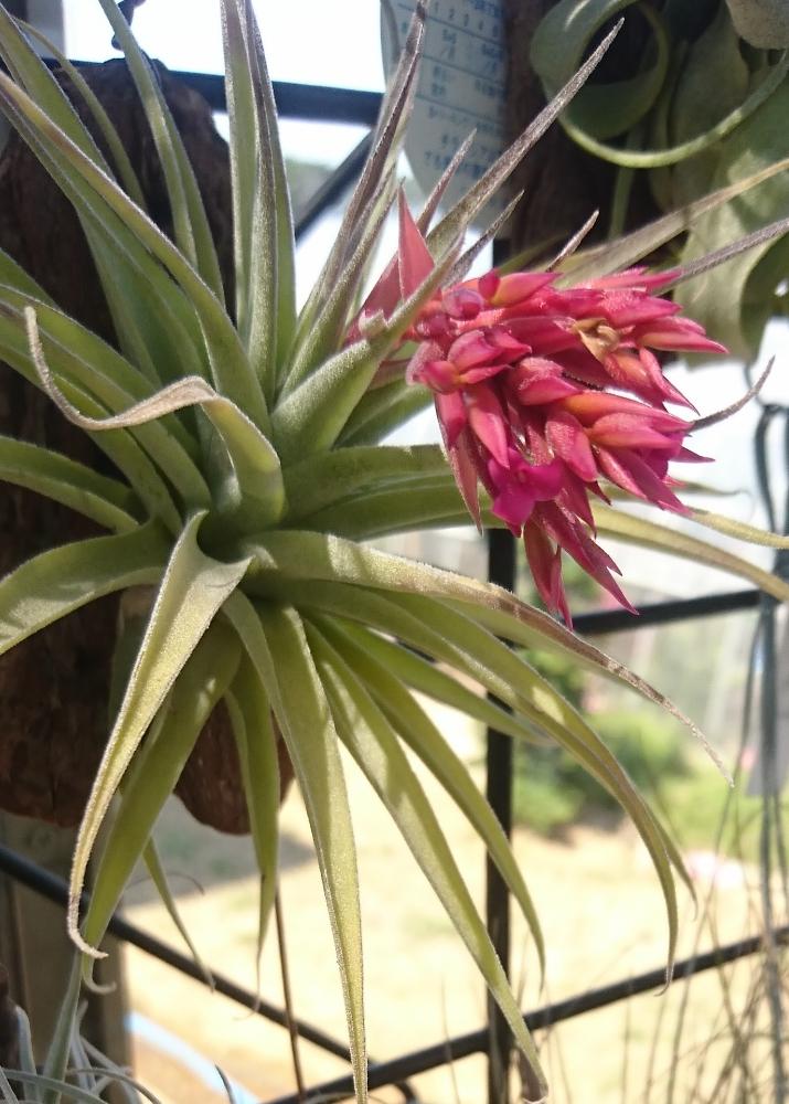 広い庭の画像 by かき揚げさん | 広い庭とチランジア ゲミニフローラとチランジアの花!と多肉植物とオザキフラワーパークと植中毒と温室と多肉おばちゃんとエアプランツとエアープランツ/チランジアと届けたい❣️
