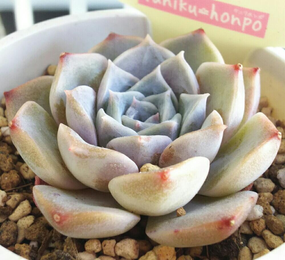 バルコニー/ベランダの画像 by Succulent so cute ♥さん | バルコニー/ベランダとマドレーヌと多肉植物とスマホ撮影とGS Lifeとボタニカルライフとsucculent plantsとcute ♥ マドレーヌとお気に入り♡と多肉ちゃんとso cute garden ♥と葉っぱのある暮らしと葉っぱとGS映えと多肉植物のある暮らしとno green no lifeとenjoy botanical life ♥とsucculent so cute ♥と春の多肉ちゃんときれい~✴とエケベリア属と春のボタニカルライフとGS 影響と春の多肉植物と葉っぱがかわいい♥とお気に入り~✴とガーデニングとcute ♥ エケと多肉生活とgreenとかわいいとベンケイソウ科とかわいいな♡とSucculent Lifeと加工なしとかわいい多肉ちゃんとGS萌え~✴とenjoy succulent life ♥とChoenji苗と葉っぱが好き♥と多肉初心者と多肉コレクション♥と葉っぱlove♥とGSタイムとおきにいり~✴とsucculentとsucculent love ♥