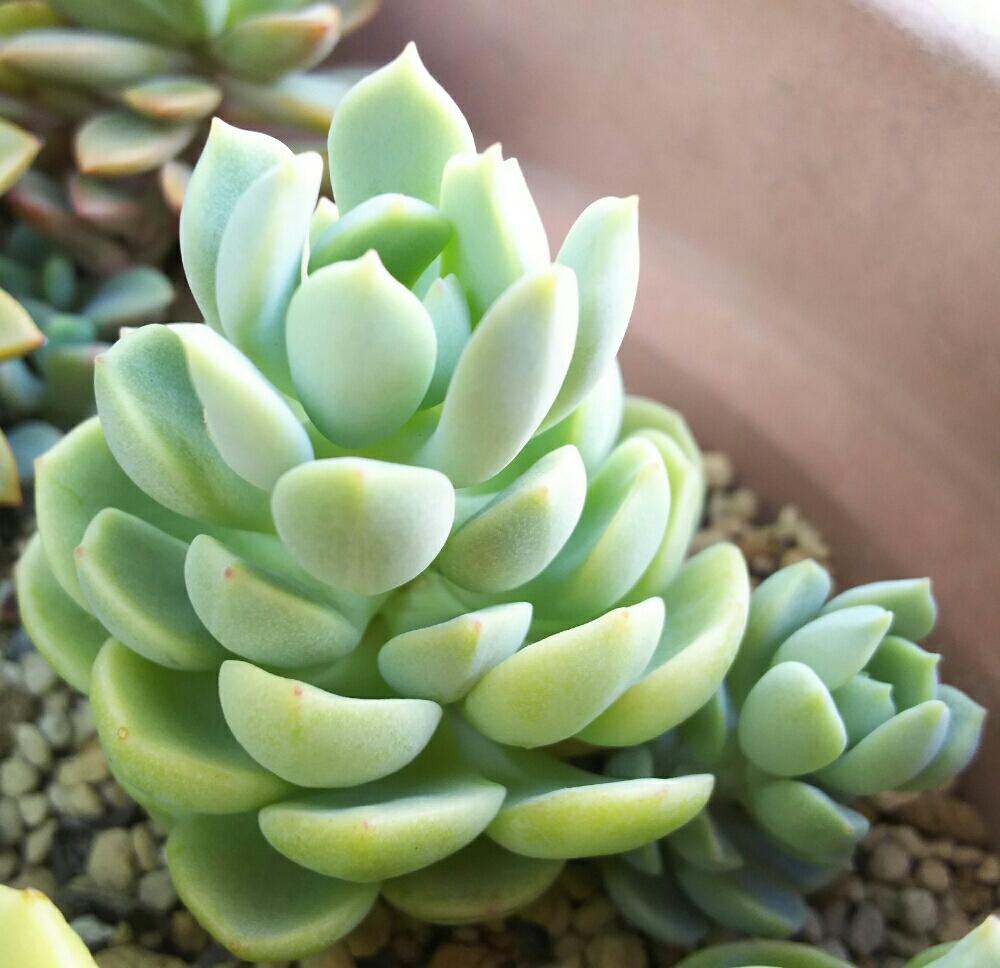 エントランスの画像 by Succulent so cute ♥さん | エントランスとスプリングジェイドと群月花と多肉植物とスマホ撮影とGS Lifeとcute ♥ スプリングジェイドとボタニカルライフとsucculent plantsとお気に入り♡と多肉ちゃんとso cute garden ♥と葉っぱのある暮らしと葉っぱとGS映えと多肉植物のある暮らしとno green no lifeとenjoy botanical life ♥とsucculent so cute ♥と春の多肉ちゃんときれい~✴とエケベリア属と春のボタニカルライフとGS 影響と春の多肉植物ときみどり色の多肉ちゃんと葉っぱがかわいい♥とお気に入り~✴とガーデニングとcute ♥ エケと多肉生活とgreenとcute ♥ 群月花とかわいいとベンケイソウ科とかわいいな♡とSucculent Lifeと加工なしとかわいい多肉ちゃんとGS萌え~✴とenjoy succulent life ♥と葉っぱが好き♥と多肉初心者と多肉コレクション♥と葉っぱlove♥とGSタイムとおきにいり~✴とsucculentとsucculent love ♥