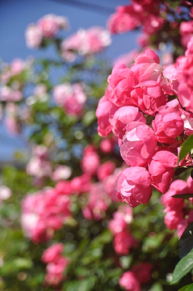 の画像 by rubyさん | アンジェラとばら バラ 薔薇とカインズバラコンテストと自慢のバラコンテスト2018と花のある暮らしと薔薇♪とロザリアンとバラを楽しむ