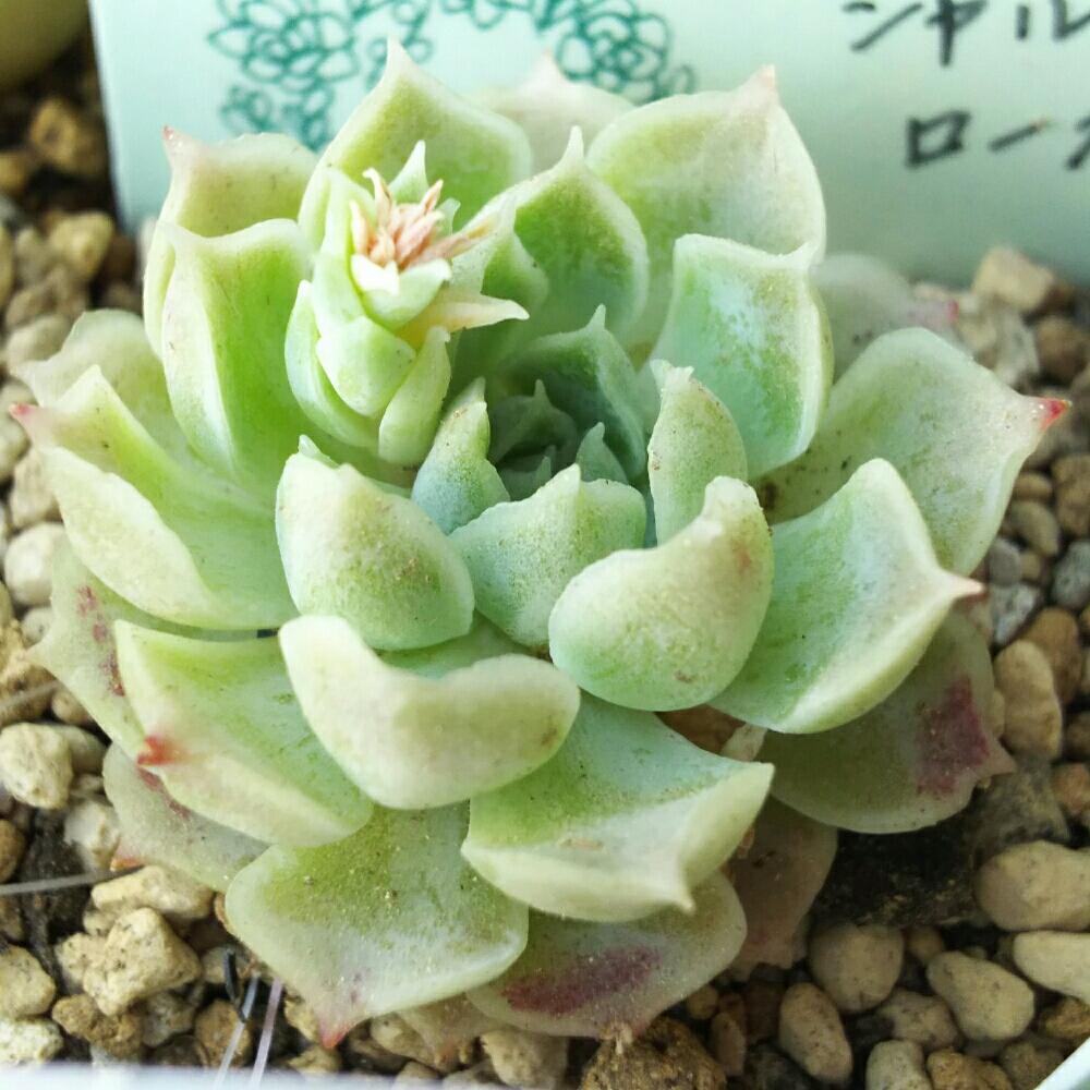 エントランスの画像 by Succulent so cute ♥さん | エントランスとシャルルローズと多肉植物とスマホ撮影とGS Lifeとコテッジの会とボタニカルライフとsucculent plantsとお気に入り♡とCottage Gardenと多肉ちゃんとso cute garden ♥と葉っぱのある暮らしと葉っぱとGS映えと多肉植物のある暮らしとno green no lifeとenjoy botanical life ♥とsucculent so cute ♥と春の多肉ちゃんときれい~✴とエケベリア属と春のボタニカルライフとcute ♥ シャルルローズとGS 影響と春の多肉植物ときみどり色の多肉ちゃんと葉っぱがかわいい♥とお気に入り~✴とガーデニングとcute ♥ エケと多肉生活とgreenとかわいいとベンケイソウ科とかわいいな♡とSucculent Lifeと加工なしとコテッジガーデンとかわいい多肉ちゃんとGS萌え~✴とenjoy succulent life ♥と葉っぱが好き♥と多肉初心者と多肉コレクション♥と葉っぱlove♥とGSタイムとおきにいり~✴とsucculentとsucculent love ♥