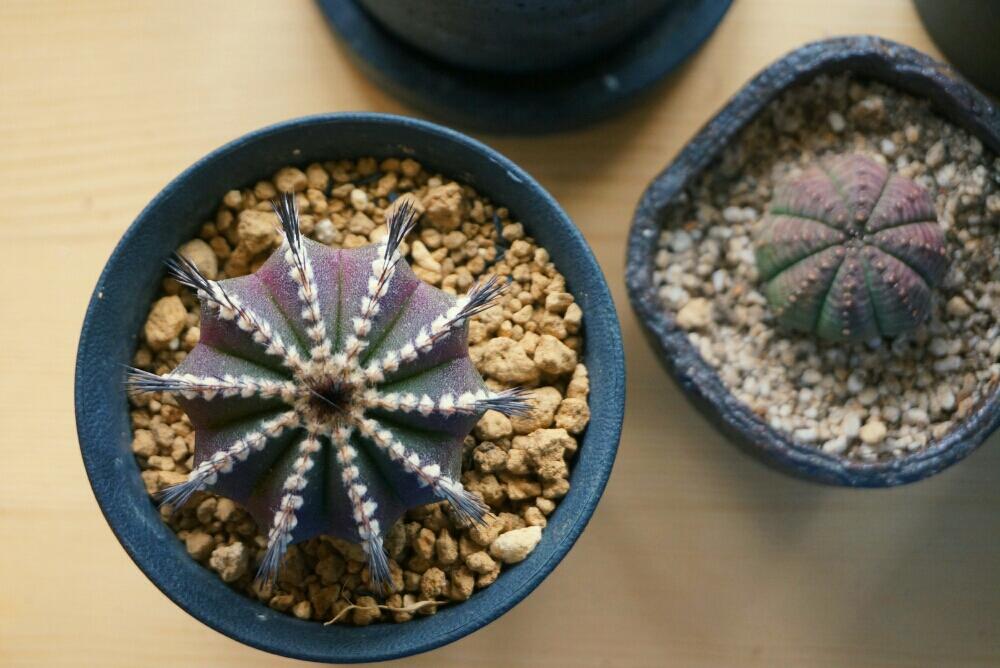 棚の画像 by mayumiさん | 棚と子吹きシンメトリカとペクチニフェラと黒い棘と多肉植物とサボテン科とトゲトゲと植中毒と緑のある暮らしとインテリアグリーン