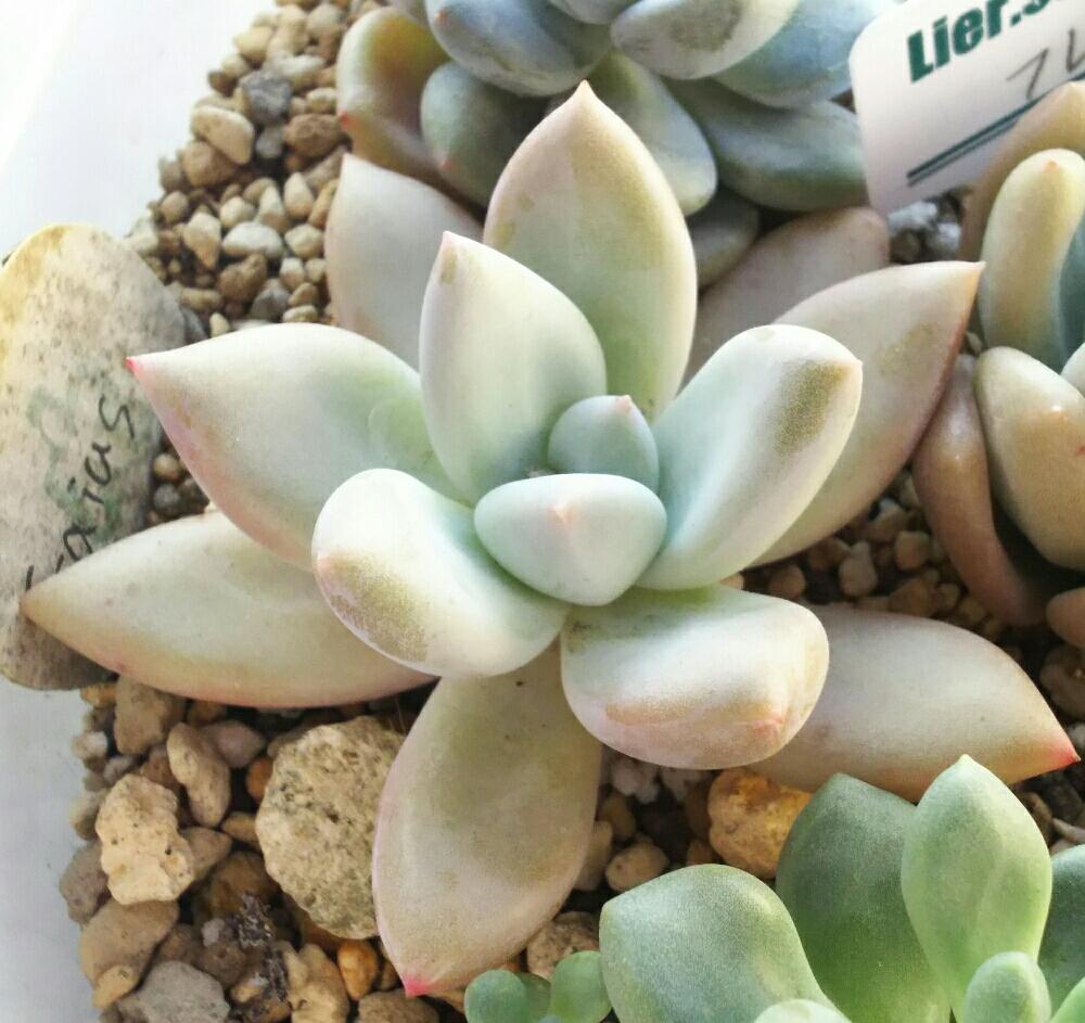 バルコニー/ベランダの画像 by Succulent so cute ♥さん | バルコニー/ベランダとGaiusと多肉植物とスマホ撮影とGS Lifeとボタニカルライフとcute ♥ グラベリとsucculent plantsとお気に入り♡と多肉ちゃんとso cute garden ♥と葉っぱのある暮らしと葉っぱとGS映えとグラプトベリア属と多肉植物のある暮らしとno green no lifeとcute ♥ Gaiusとenjoy botanical life ♥とsucculent so cute ♥と春の多肉ちゃんときれい~✴と春のボタニカルライフとGS 影響と春の多肉植物と葉っぱがかわいい♥とお気に入り~✴とガーデニングと多肉生活とgreenとかわいいとベンケイソウ科とかわいいな♡とSucculent Lifeと加工なしとかわいい多肉ちゃんとGS萌え~✴とenjoy succulent life ♥と葉っぱが好き♥と多肉初心者と多肉コレクション♥と葉っぱlove♥とGSタイムとおきにいり~✴とsucculentとsucculent love ♥