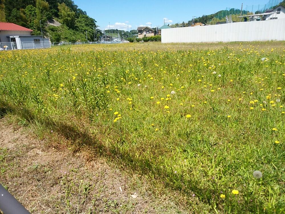 畑の画像 by はねこさん | 畑と繁殖力旺盛と野の花も大好きと丈夫な子。とお散歩にて