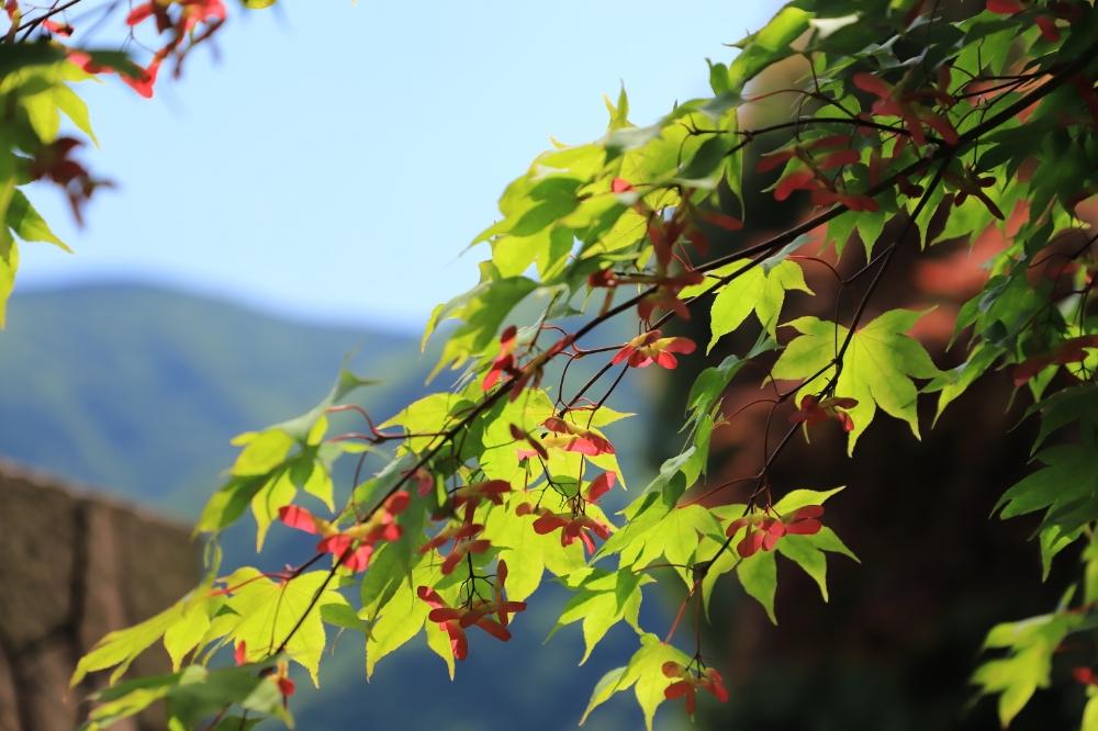お出かけ先の画像 by takosyaさん | お出かけ先とファインダー越しの私の世界と景色と青紅葉とGS日和と花初心者とヘリコプターと新緑と神奈川県の風景と青空の下と青空と神奈川の風景